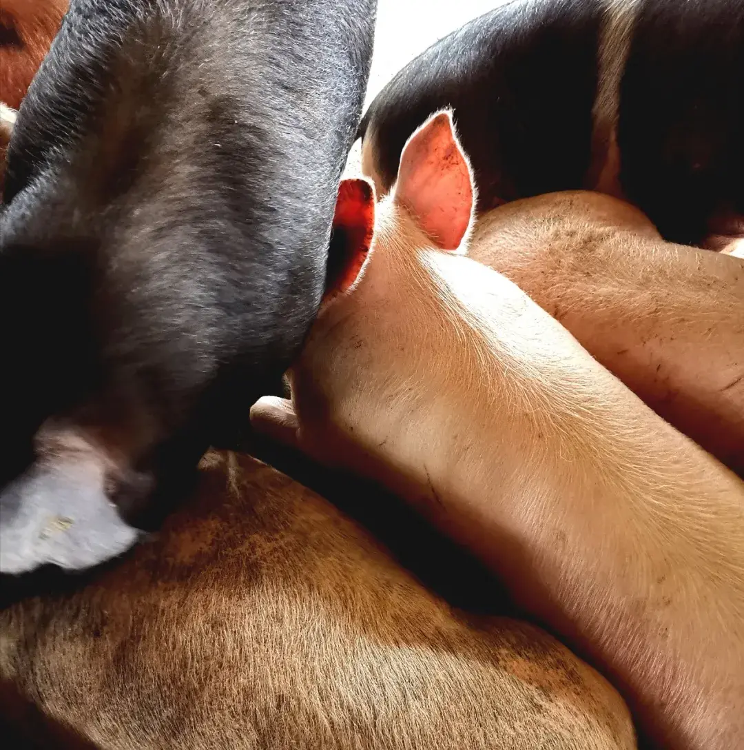 养猪风水学 养猪讲不讲风水