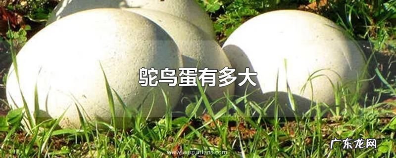 鸵鸟蛋有多大
