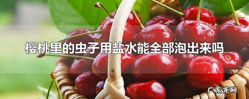 樱桃里的虫子用盐水能全部泡出来吗