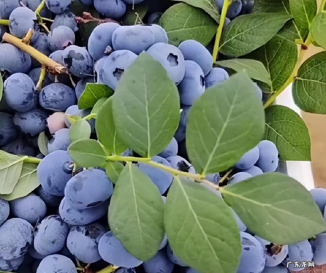 家里种蓝莓吉利吗 家中种蓝莓盆景影响风水吗