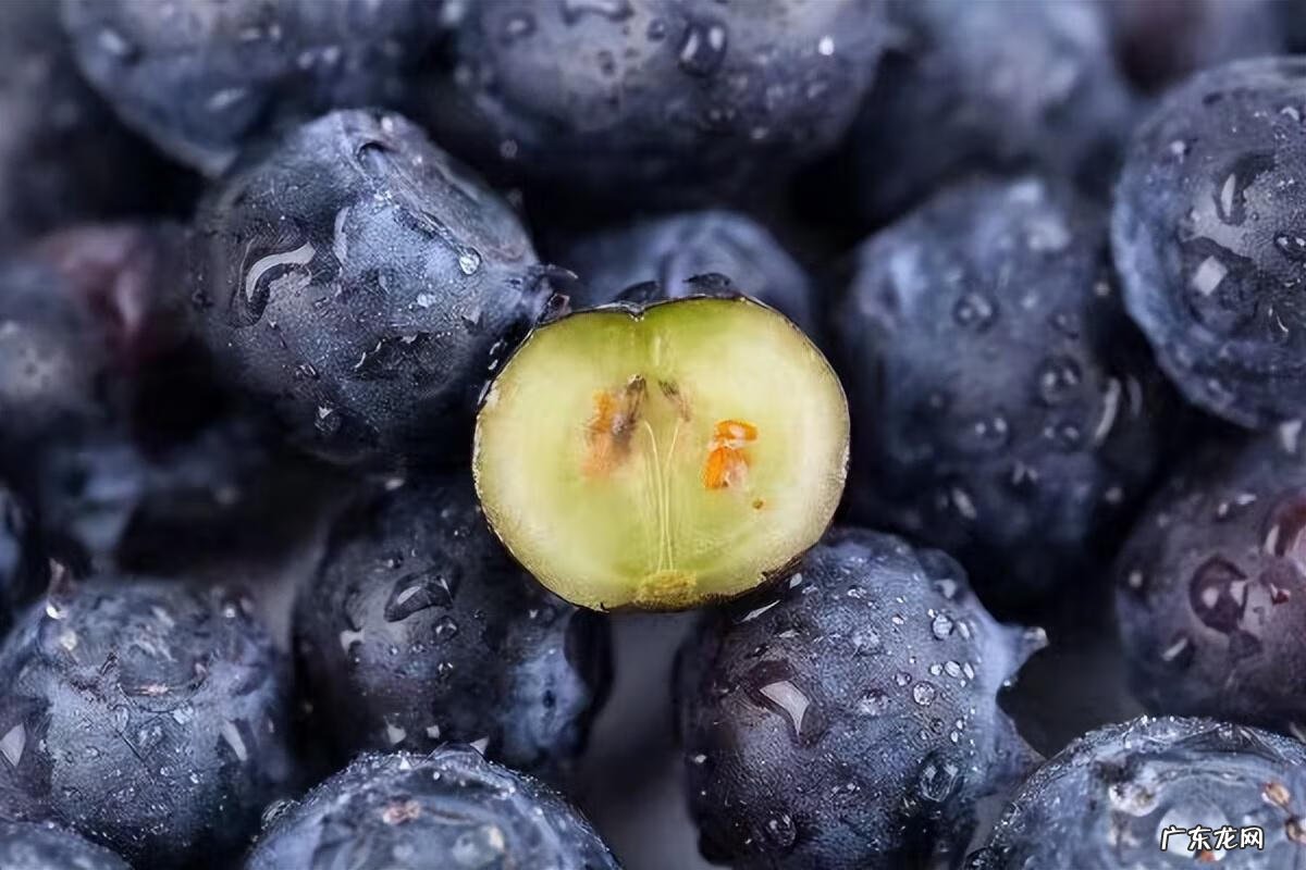 家里种蓝莓吉利吗 家中种蓝莓盆景影响风水吗
