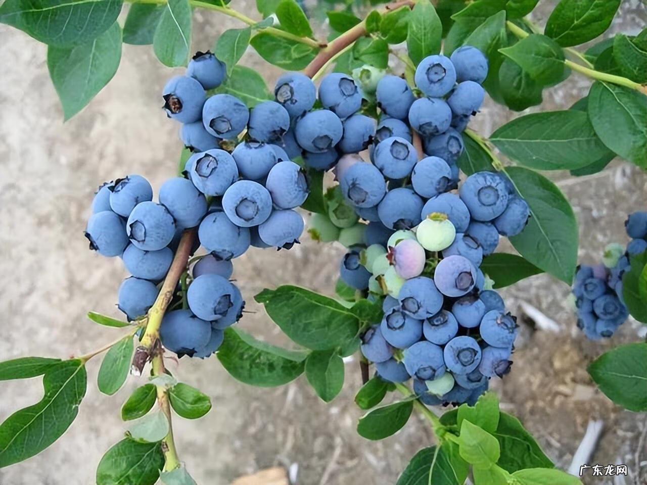 家里种蓝莓吉利吗 家中种蓝莓盆景影响风水吗