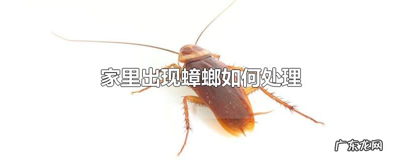 家里出现蟑螂如何处理