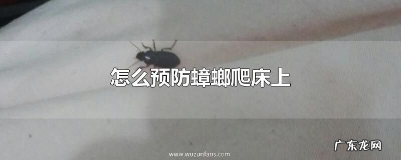 怎么预防蟑螂爬床上