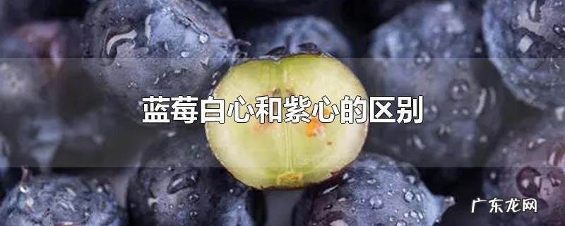 蓝莓白心和紫心的区别