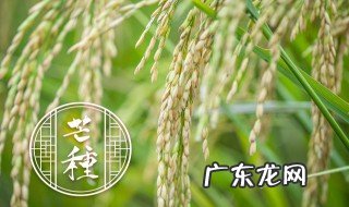 袁隆平什么时候发明杂交水稻 袁隆平何时发明杂交水稻