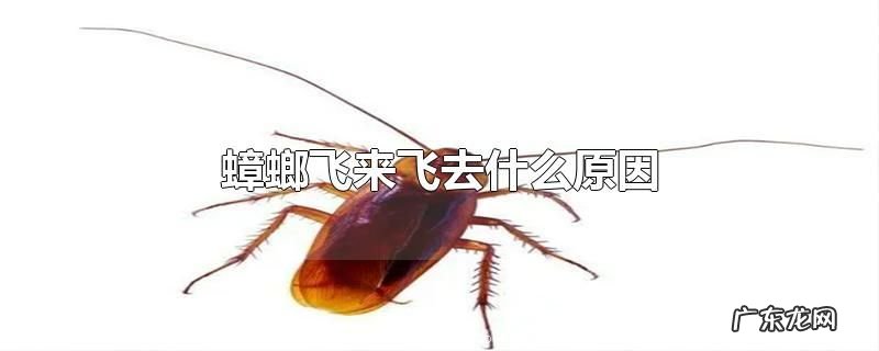 蟑螂飞来飞去什么原因