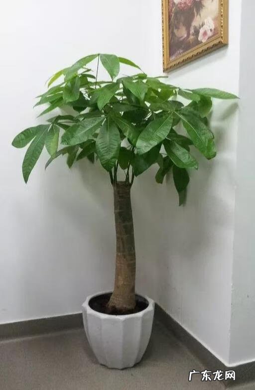 鞋柜放门口影响风水吗 鞋柜摆件风水植物图片