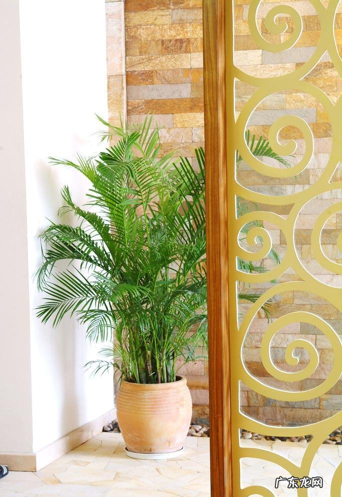 鞋柜放门口影响风水吗 鞋柜摆件风水植物图片