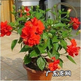 鞋柜放门口影响风水吗 鞋柜摆件风水植物图片