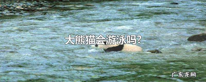 大熊猫会游泳吗?