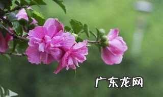 古代七夕节送什么花 古代七夕节都送啥花的呢