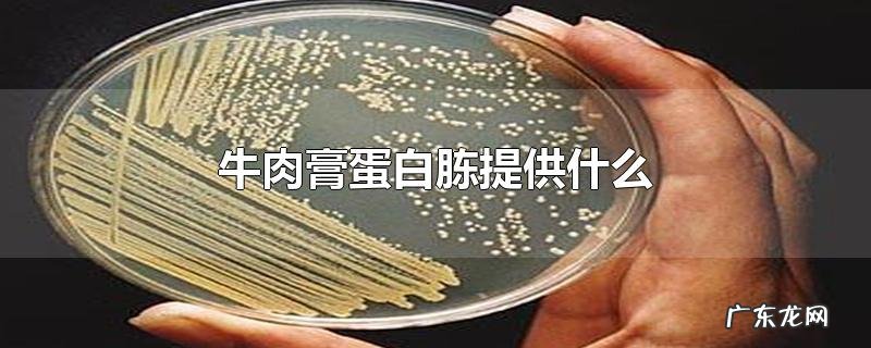 牛肉膏蛋白胨提供什么