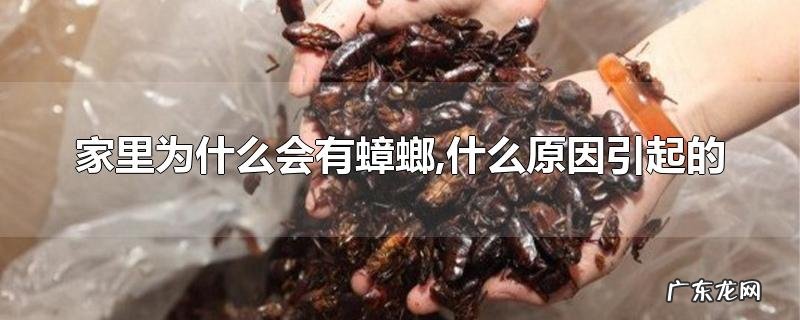 家里为什么会有蟑螂,什么原因引起的