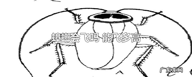 蟑螂会飞吗 能飞多高