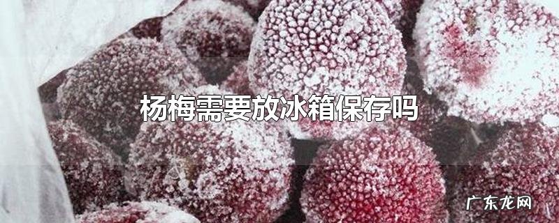 杨梅需要放冰箱保存吗