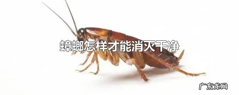 蟑螂怎样才能消灭干净