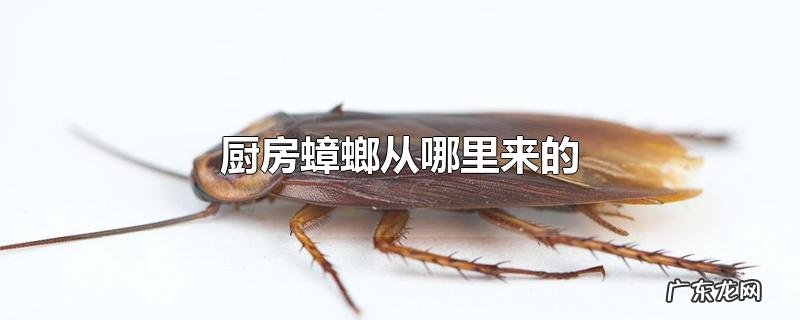 厨房蟑螂从哪里来的