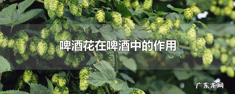 啤酒花在啤酒中的作用