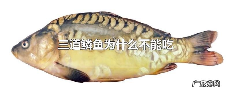 三道鳞鱼为什么不能吃