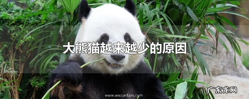 大熊猫越来越少的原因