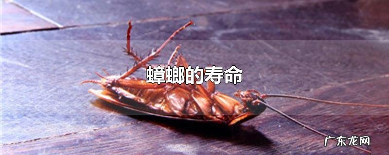 蟑螂的寿命