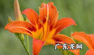 高寒地方适合什么花卉种植 适合高寒地方种植的花卉推荐