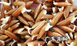 稻谷种子泡几天能发芽 稻谷种子浸泡多长时间才能催芽