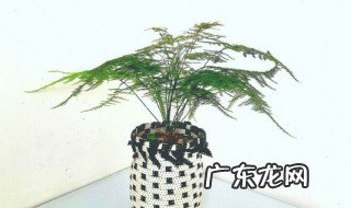 适合养什么竹子盆栽 适合养哪些竹子盆栽