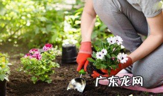 常见动植物有哪些 常见有哪些动植物