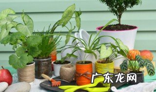 龙岩常见植物有哪些 龙岩有哪些比较常见的植物