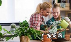 家里花草怎么根发霉 家里花草发霉怎么办