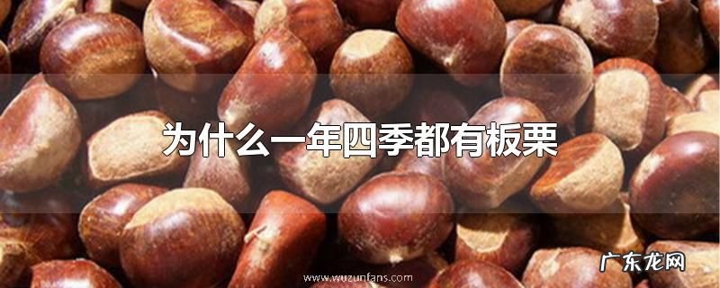 为什么一年四季都有板栗