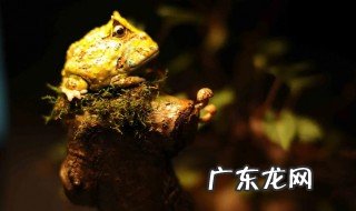 角蛙好养吗 角蛙好不好养