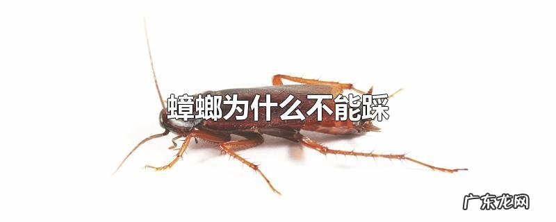 蟑螂为什么不能踩
