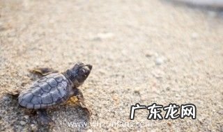 新鲜乌龟怎么做才好吃 新鲜乌龟的做法