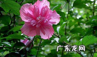 韩国的国花是什么花 韩国的国花叫什么