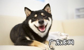 挑选哈士奇品相技巧 怎么挑选哈士奇