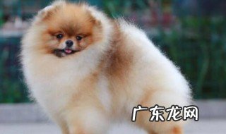 博美挑选技巧 博美挑选技巧是什么