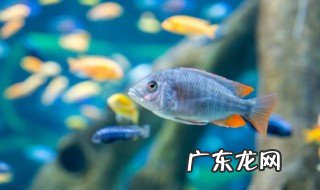 金鱼喜欢吃什么食物 金鱼吃什么食物