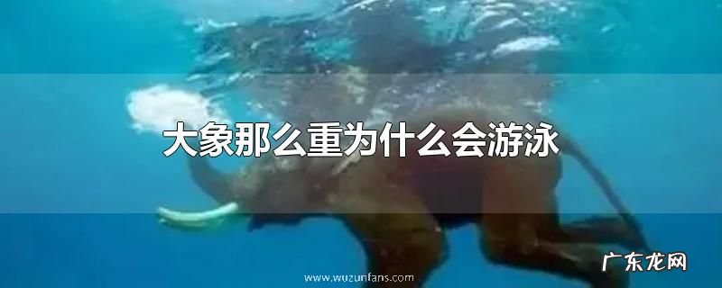 大象那么重为什么会游泳