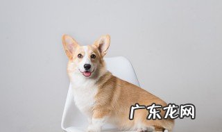 挑选边牧狗狗的方法和技巧 购买边牧狗狗的方法和技巧