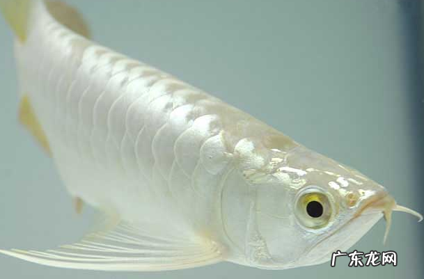 家里的风水鱼死了一条说明什么 风水鱼一直死