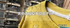 黄色衣服夏天招虫子吗
