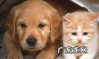 冬天小狗怎么养才能养好 冬天小狗的养法