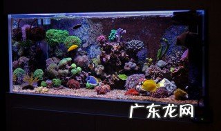 鱼缸氧气头多久需要清洗 鱼缸氧气头多久需要清洗的呢