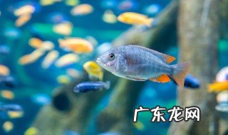 鱼缸滤材多久清洗一次 鱼缸滤材多久清洗一次的呢