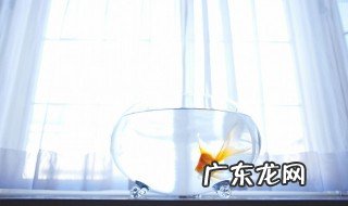 鱼缸清洗换水多久能放鱼 鱼缸清洗换水需要多久能放鱼呢