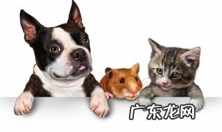 狗狗冬天怎么养才能活 狗狗冬天如何养