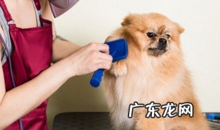 怎么判断狗狗公母 判断狗狗公母的方法